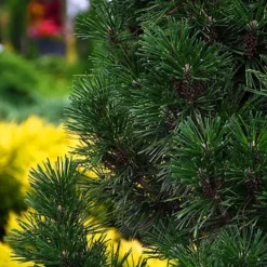 Columnar Mugo Pine -The Tree Center Store Columnar Mugo Pine 2 copy jpg