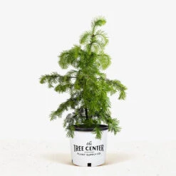 Colorado Concolor White Fir 7 Colorado Concolor White Fir -The Tree Center Store Concolor Fir 5G 01 600x600 1