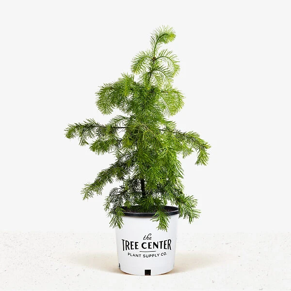 Colorado Concolor White Fir 3 Colorado Concolor White Fir - Image 3