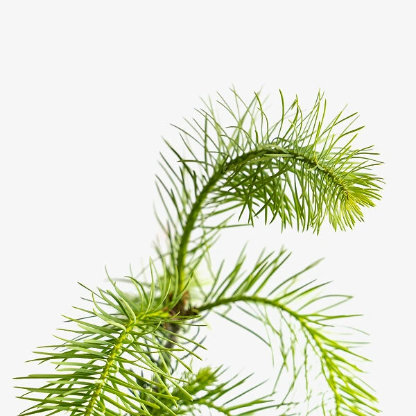 Colorado Concolor White Fir 2 Colorado Concolor White Fir - Image 2