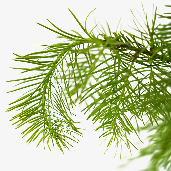 Colorado Concolor White Fir 1 Colorado Concolor White Fir