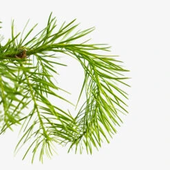 Colorado Concolor White Fir 9 Colorado Concolor White Fir -The Tree Center Store Concolor Fir 5G 04 600x600 1