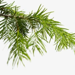 Colorado Concolor White Fir 8 Colorado Concolor White Fir -The Tree Center Store Concolor Fir 5G 05 600x600 1