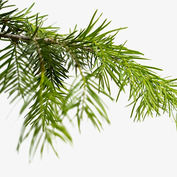 Colorado Concolor White Fir 4 Colorado Concolor White Fir - Image 4