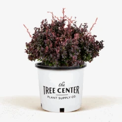 Concorde Barberry 9 Concorde Barberry -The Tree Center Store Concorde Barberry 5G 01 600x600 1