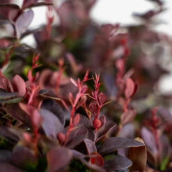 Concorde Barberry 7 Concorde Barberry -The Tree Center Store Concorde Barberry 5G 03 copy 600x600 1