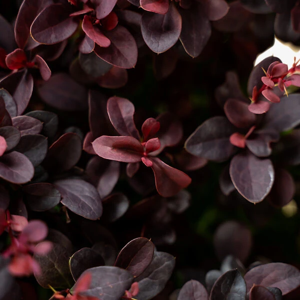 Concorde Barberry 2 Concorde Barberry - Image 2