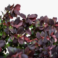 Concorde Barberry 8 Concorde Barberry -The Tree Center Store Concorde Barberry 5G 06 copy 600x600 1