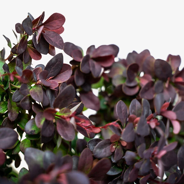 Concorde Barberry 4 Concorde Barberry - Image 4