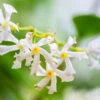 Southern Jasmine