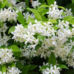 Southern Jasmine -The Tree Center Store Confederate Jasmine 3 copy 600x600 1