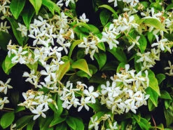 Southern Jasmine -The Tree Center Store Confederate Jasmine 4 copy 600x450 1