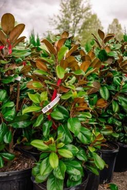 Teddy Bear Southern Magnolia -The Tree Center Store Copy of 3C9A0732 600x900 1