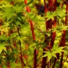 Coral Bark Japanese Maple
