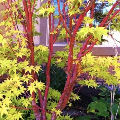 Coral Bark Japanese Maple -The Tree Center Store Coral Bark Japanese Maple 03 copy jpg