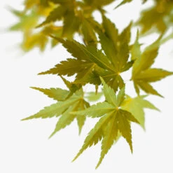 Coral Bark Japanese Maple -The Tree Center Store Coral Bark Japanese Maple 5G 03 copy 1 600x600 1