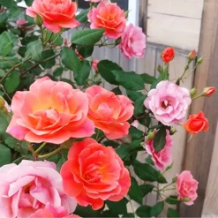 Coral Knock Out® Rose - Tree Form