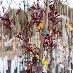 Corinthian Pink Flowering Peach Tree -The Tree Center Store CorinthianPinkFloweringPeachTree4 600x600 1