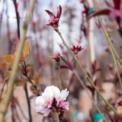 Corinthian Pink Flowering Peach Tree -The Tree Center Store CorinthianPinkFloweringPeachTree8 600x600 1