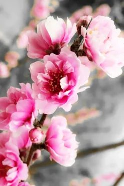 Corinthian Rose Flowering Peach Tree -The Tree Center Store Corinthian Rose Flowering Peach 1.2 jpg webp