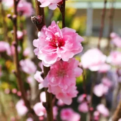 Corinthian Rose Flowering Peach Tree -The Tree Center Store Corinthian Rose Flowering Peach 3 copy jpg webp