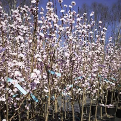 Corinthian Rose Flowering Peach Tree -The Tree Center Store Corinthian Rose Flowering Peach Tree 2 600x600 1