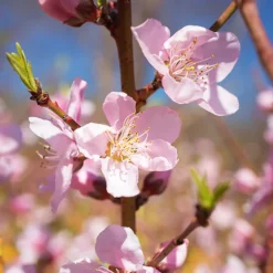 Corinthian Rose Flowering Peach Tree