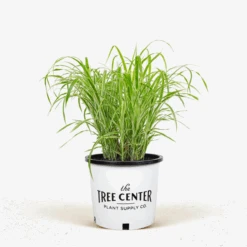 Cosmopolitan Maiden Grass -The Tree Center Store Cosmopolitan Maiden Grass 3G 01 600x600 1
