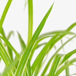 Cosmopolitan Maiden Grass -The Tree Center Store Cosmopolitan Maiden Grass 3G 02 copy 1 600x600 1