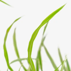 Cosmopolitan Maiden Grass -The Tree Center Store Cosmopolitan Maiden Grass 3G 03 copy 1 600x600 1