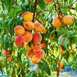 Country Sweet Peach -The Tree Center Store Country Sweet Yellow Peach 1 copy jpg webp