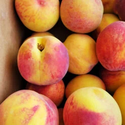 Country Sweet Peach -The Tree Center Store Country Sweet Yellow Peach 2 copy 600x600 1