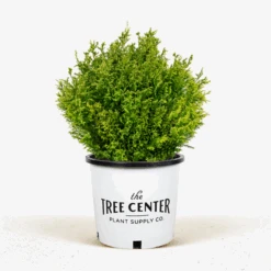 Cream Ball Sawara Cypress