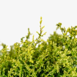 Cream Ball Sawara Cypress 7 Cream Ball Sawara Cypress -The Tree Center Store Cream Ball Sawara Cypress 3G 02 copy 2 600x600 1