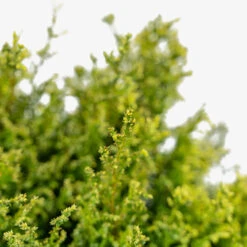 Cream Ball Sawara Cypress 8 Cream Ball Sawara Cypress -The Tree Center Store Cream Ball Sawara Cypress 3G 05 copy 2 600x600 1