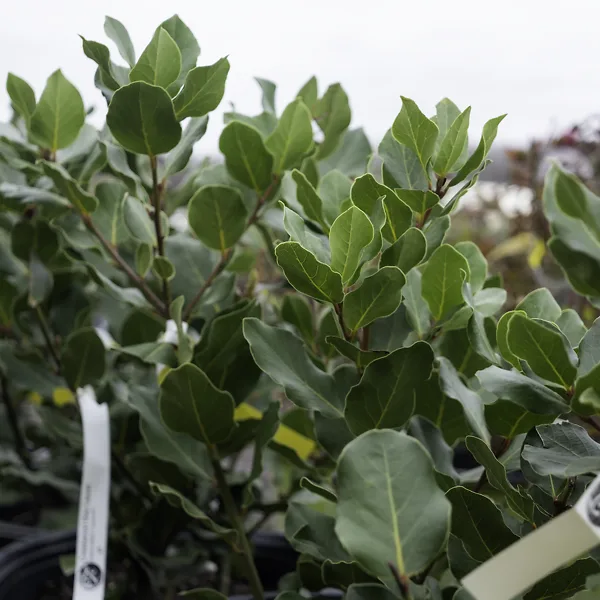 Crestwood Bay Laurel 3 Crestwood Bay Laurel - Image 3