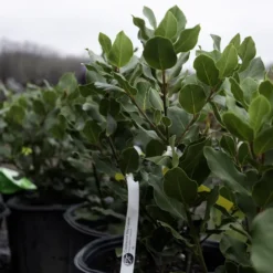 Crestwood Bay Laurel