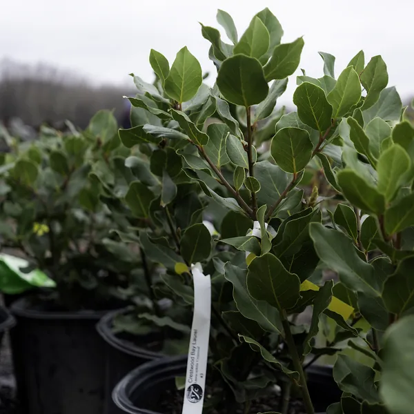 Crestwood Bay Laurel 1 Crestwood Bay Laurel