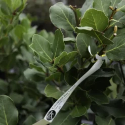 Crestwood Bay Laurel 9 Crestwood Bay Laurel -The Tree Center Store CrestwoodBayLaurel4 600x600 1