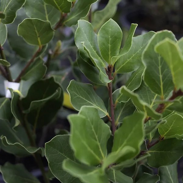 Crestwood Bay Laurel 2 Crestwood Bay Laurel - Image 2