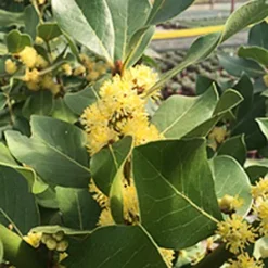 Crestwood Bay Laurel 8 Crestwood Bay Laurel -The Tree Center Store Crestwood Bay Laurel 1 copy jpg