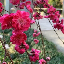 Crimson Cascade Weeping Peach -The Tree Center Store Crimson Cascade Weeping Peach 4 copy jpg