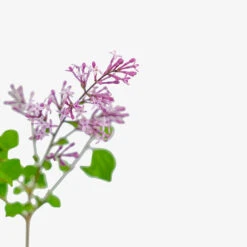 Crimson Doll™ Lilac 7 Crimson Doll™ Lilac -The Tree Center Store Crimson Doll Lilac 3G 02 copy 1 600x600 1