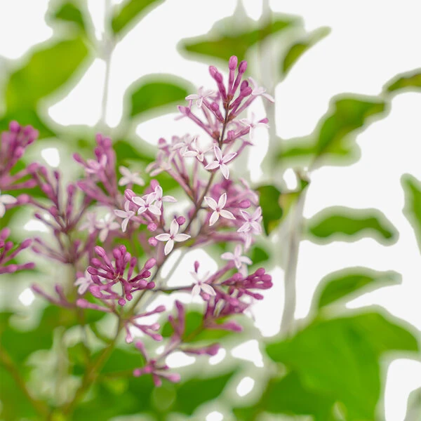 Crimson Doll™ Lilac 2 Crimson Doll™ Lilac - Image 2