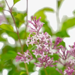 Crimson Doll™ Lilac 9 Crimson Doll™ Lilac -The Tree Center Store Crimson Doll Lilac 3G 04 copy 1 600x600 1