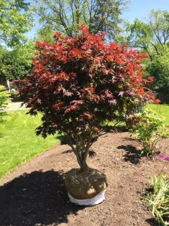 Crimson Prince Japanese Maple -The Tree Center Store Crimson Prince Japanese Maple 1 copy 600x800 1