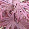 Crimson Prince Japanese Maple