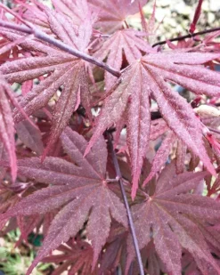 Crimson Prince Japanese Maple