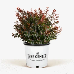 Crimson Pygmy Barberry -The Tree Center Store Crimson Pygmy Barberry 3G 01 1 600x600 1