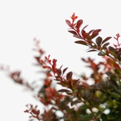 Crimson Pygmy Barberry -The Tree Center Store Crimson Pygmy Barberry 3G 04 copy 600x600 1